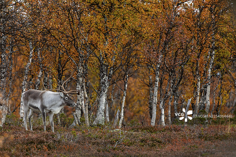 处于发情期的驯鹿公牛（Rangifer tarandus），秋季氛围，发情季节，繁殖季节，秋天，瑞典图片素材
