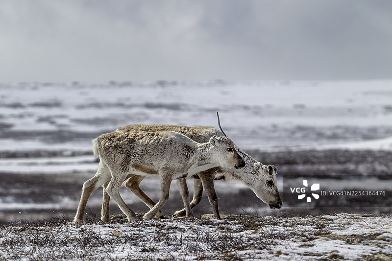 一头驯鹿（Rangifer tarandus）带着它去年的幼崽走过雪覆盖的苔原，雪，冬天，寒冷，瑞典图片素材