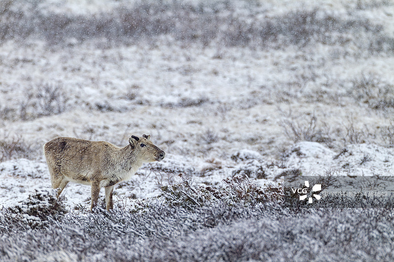 雪地里的驯鹿（Rangifer tarandus），下雪，雪，冬天，寒冷，瑞典图片素材