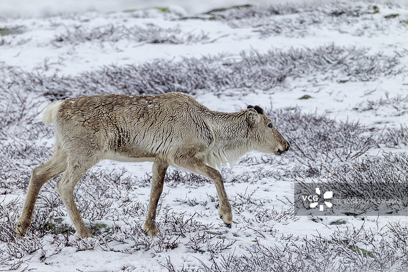 一只驯鹿（Rangifer tarandus）在雪中觅食，下雪，雪，冬天，寒冷，瑞典图片素材