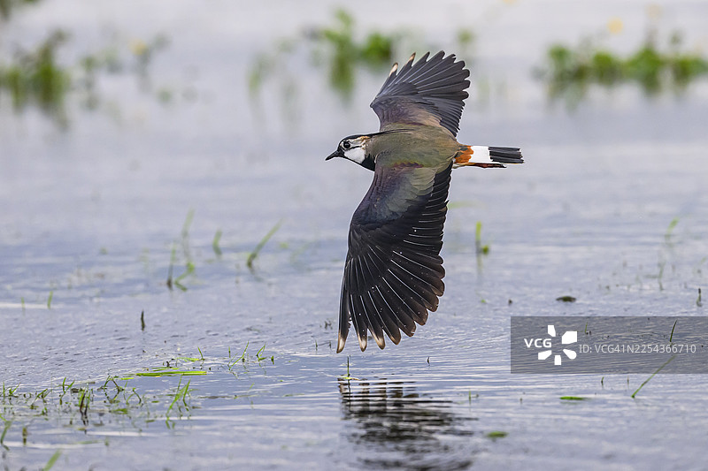 一只在德国下萨克森州杜默自然公园上空展翅飞翔的凤头麦鸡（Vanellus vanellus）图片素材