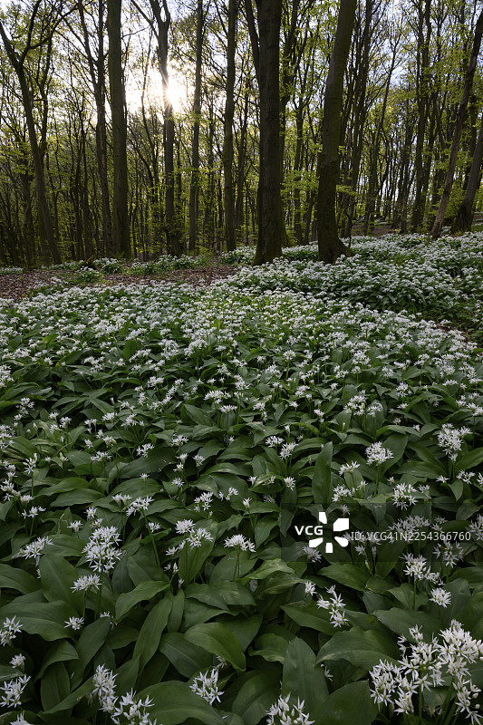 野蒜（熊葱）在条顿堡森林的榉木林（欧洲山毛榉）中，在柔和的光线下，位于下萨克森州条顿堡森林的阿霍恩韦格、泰拉维塔自然公园。图片素材