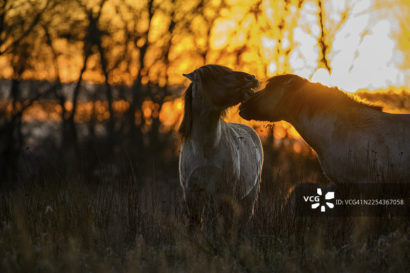 科尼克马(Equus ferus caballus),马林德雷伯,德雷伯,下萨克森,德国图片素材