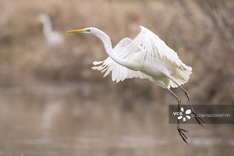一只白鹭（Egretta alba）在芦苇环绕的自然环境中优雅地飞越水面，地点位于德国下萨克森州胡德的杜默自然公园。图片素材