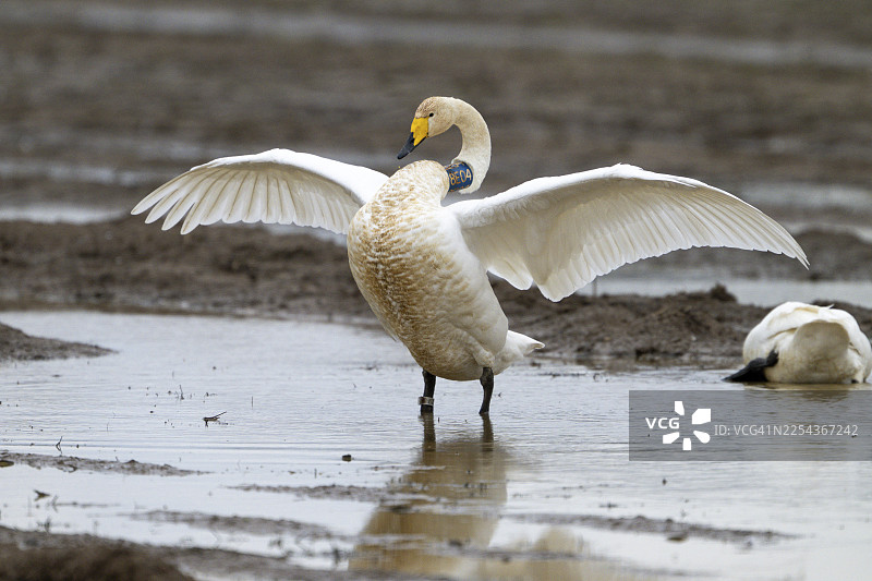 一只套有颈环的鸿雁（Cygnus cygnus）在德国下萨克森州德累伯的自然环境中，于水淹田地的水域上伸展翅膀。图片素材