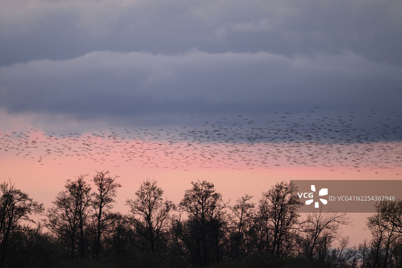 一群椋鸟（Sturnus vulgaris）在日出时飞过树林，地点位于德国下萨克森州的杜默自然公园。图片素材