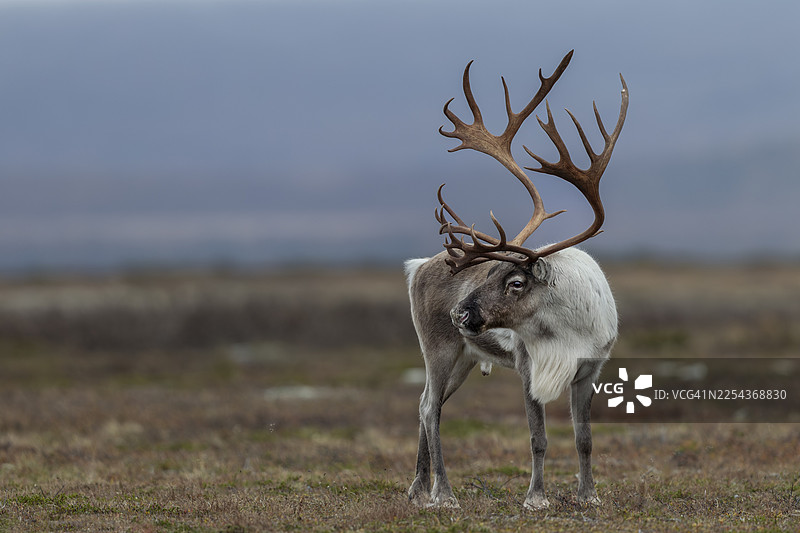 一头驯鹿（Rangifer tarandus）正在专心观察它的竞争对手，秋季发情期，瑞典图片素材