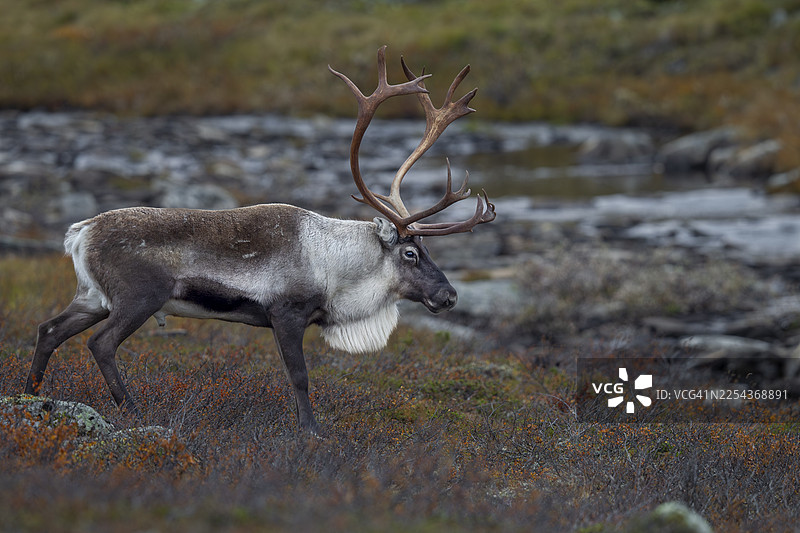 在瑞典秋季发情期内，可以看到一头正在经历艰苦发情期的雄性驯鹿（Rangifer tarandus）。图片素材