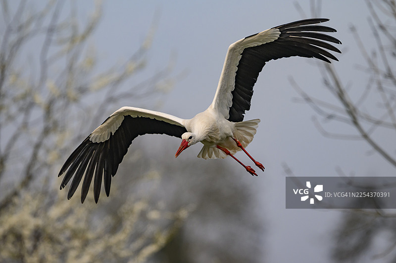 一只白鹳（Ciconia ciconia）在德国下萨克森州杜默湖自然公园（Dümmer nature park Park）上空展翅飞翔，姿态为悬停图片素材