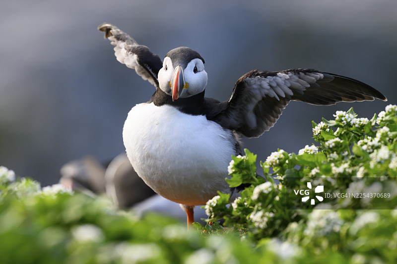 一只海鹦(Fratercula arctica)站在鲜花盛开的绿色草地上,翅膀伸展,前景是草地,地点是挪威芬马克郡瓦尔德的霍尔诺亚岛。图片素材