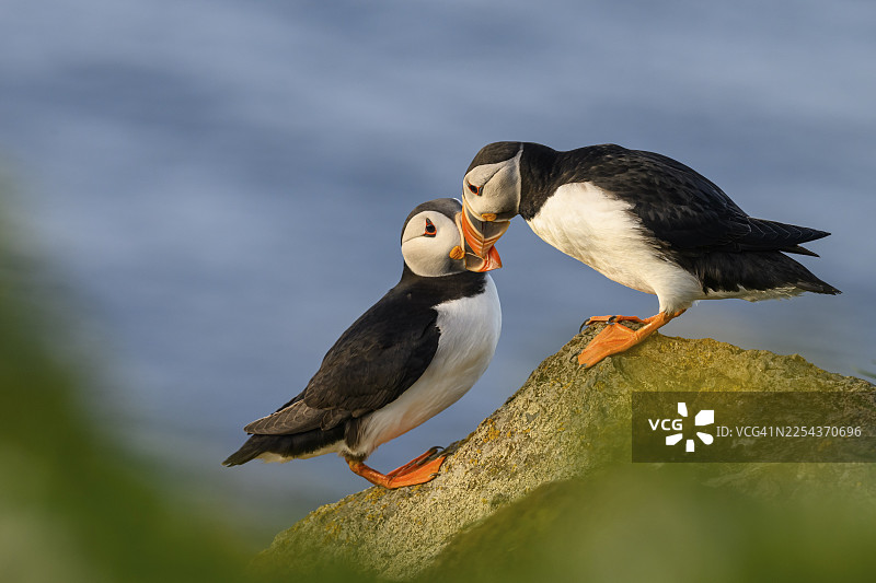 两只北极海鹦(Fratercula arctica)通过互相啄喙来展现它们作为一对的羁绊,地点:挪威芬马克郡瓦尔德罗霍尔诺亚图片素材