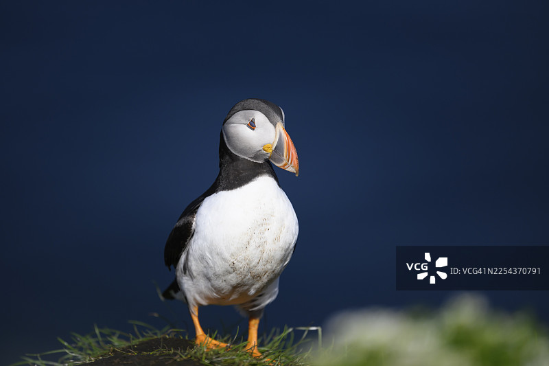 一只海鹦(Fratercula arctica)站在绿草地上,背景是深蓝色,暗示着大海。地点:霍尔诺亚岛,瓦尔德,芬马克,挪威。图片素材