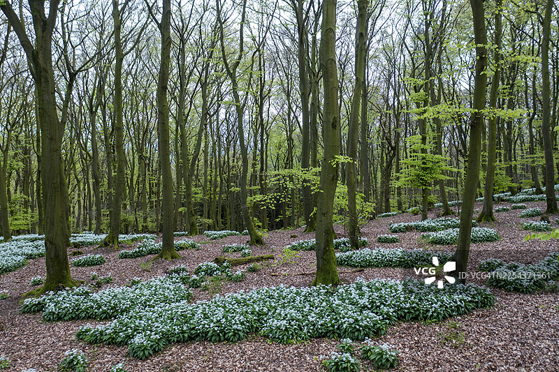 野蒜(Allium ursinum)在条顿堡森林的榉木林(Fagus sylvatica)林下,在柔和的光线下绽放。从高处拍摄的无人机镜头,位于阿霍恩韦格(Ahornweg)、泰拉维塔自然公园(Terra Vita nature park)、条顿堡森林。图片素材