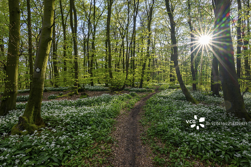 阳光闪耀在条顿堡森林的林间空地上，山毛榉林（Fagus sylvatica）的野蒜花（Allium ursinum）在柔和的光线下绽放。条顿堡森林，下萨克森州，Terra Vita自然公园，Ahornweg。图片素材
