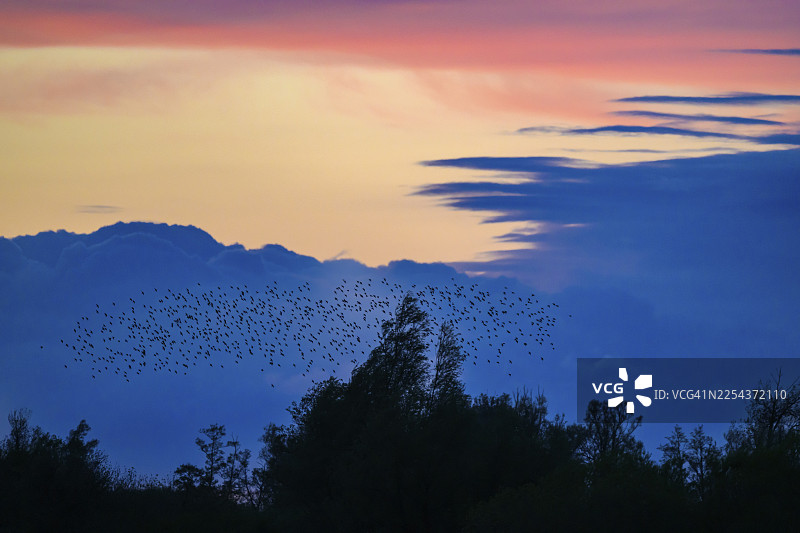 一群椋鸟（Sturnus vulgaris）在日落时分飞过剪影般的树木，背景是蓝粉色的天空，地点位于德国下萨克森州杜默湖自然公园。图片素材