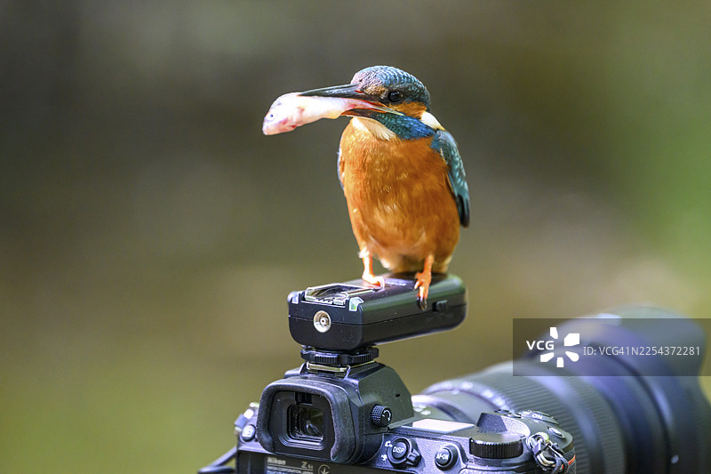 一只翠鸟（Alcedo atthis）嘴里叼着一条鱼，停在德国北莱茵-威斯特法伦州朗根贝格的户外相机上图片素材