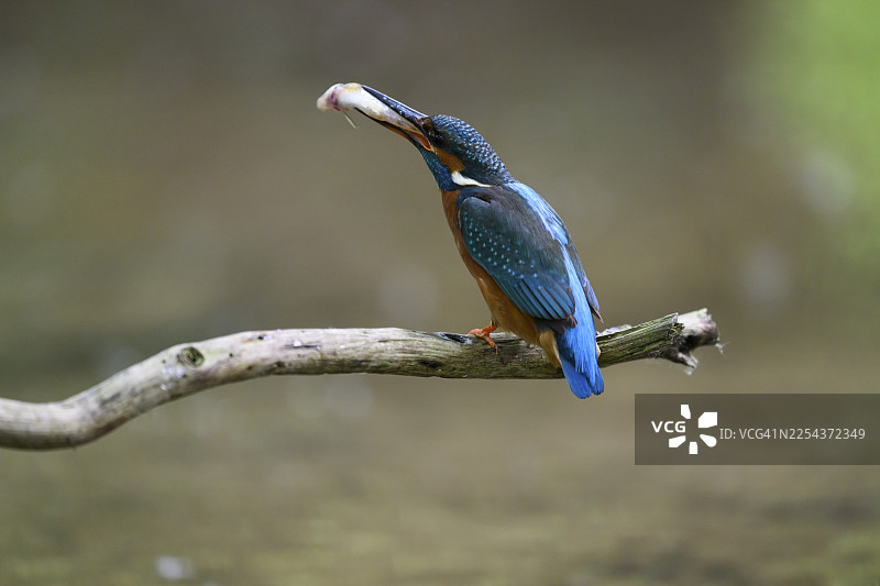 一只翠鸟（Alcedo atthis）栖息在水面上的树枝上，嘴里叼着一条鱼，地点：德国北莱茵-威斯特法伦州朗根贝格图片素材