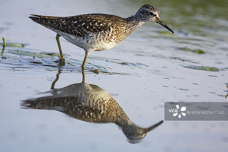 斑尾林鹬（Tringa erythropus） 匈牙利图片素材