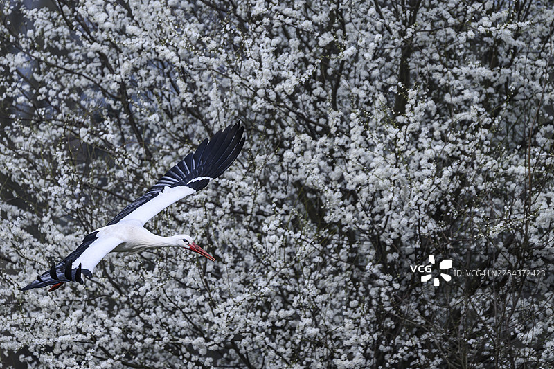 一只白鹳（Ciconia ciconia）飞过开满白色花朵的灌木丛，背景是德国下萨克森州杜默湖自然公园。图片素材