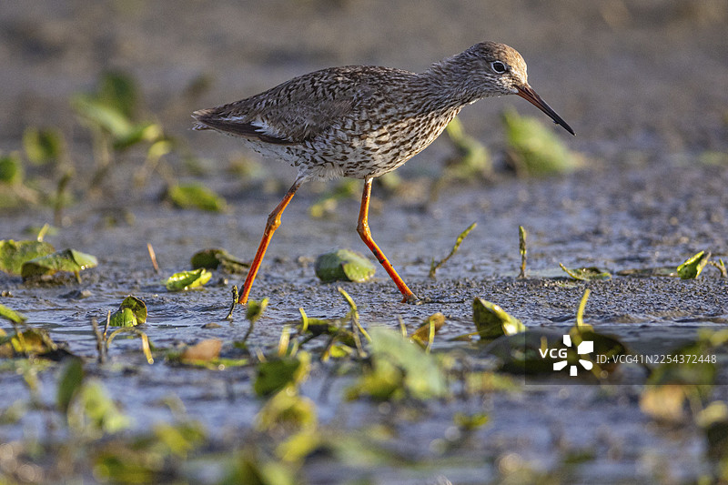 红脚鹬 (Tringa erythropus) 匈牙利图片素材
