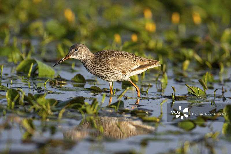 红脚鹬（Tringa erythropus） 匈牙利图片素材