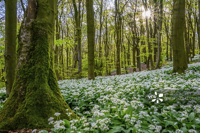 野蒜（Allium ursinum）在条顿堡森林的壳斗科森林（Fagus sylvatica）的林下地面上，在柔和的光线下，位于德国下萨克森州条顿堡森林泰拉维塔自然公园的Ahornweg。图片素材