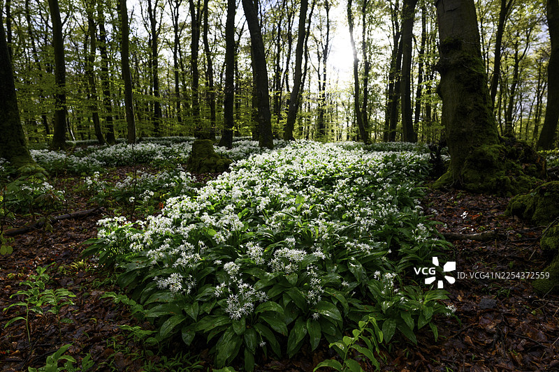 野蒜（Allium ursinum）在条顿堡森林的壳斗科森林（Fagus sylvatica）林地上，在柔和的光线下，位于下萨克森州条顿堡森林的 Terra Vita 自然公园的 Ahornweg。图片素材
