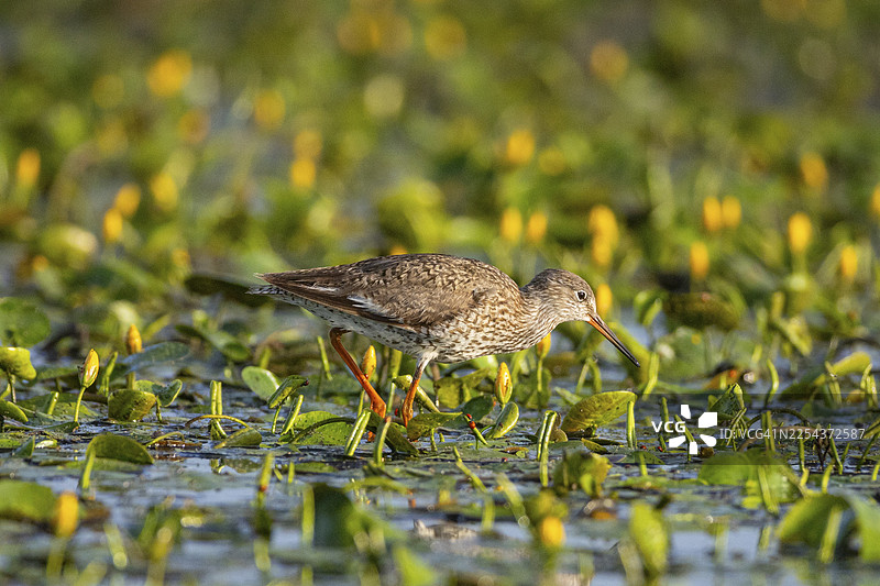 红脚鹬（Tringa erythropus） 匈牙利图片素材