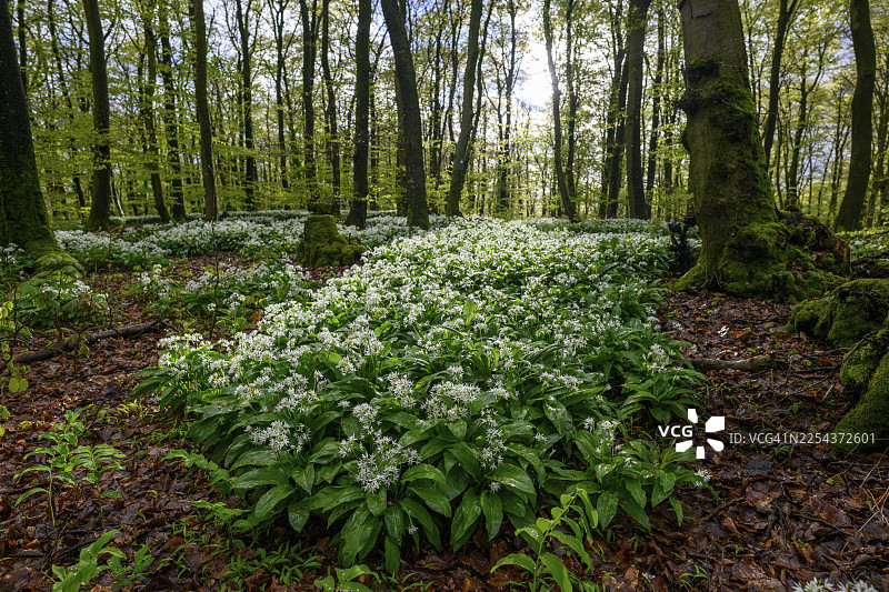 野蒜（Allium ursinum）在条顿堡森林的榉林（Fagus sylvatica）林地上，位于下萨克森州条顿堡森林的 Terra Vita 自然公园 Ahornweg，沐浴在柔和的光线下。图片素材
