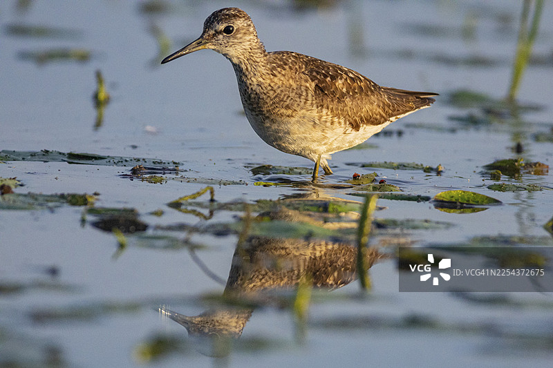 斑尾林鹬（Tringa erythropus），匈牙利图片素材