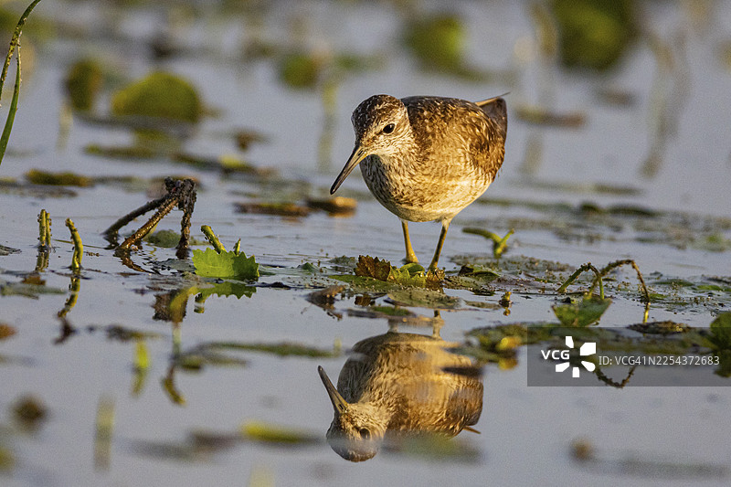 斑尾林鹬（Tringa erythropus） 匈牙利图片素材