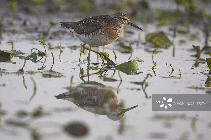 红脚鹬（Tringa erythropus），匈牙利图片素材