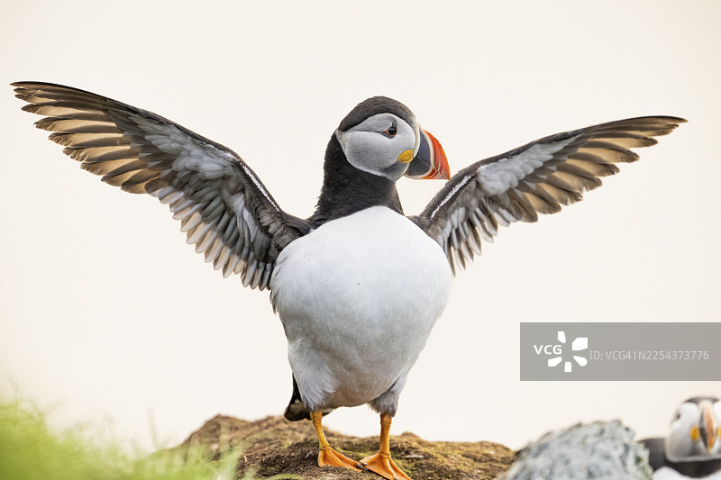 一只海鹦(Fratercula arctica)张开翅膀站在岩石上,背景为白色,位于挪威芬马克郡瓦尔德市霍尔诺亚岛。图片素材