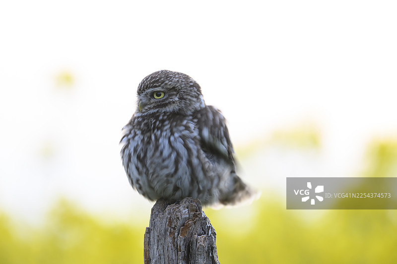 一只羽毛蓬松的小猫头鹰（Athene noctua）傍晚时分栖息在一根古老的柳木杆上，背景是黄色的油菜花田，位于德国下萨克森州奥斯纳布吕克地区的韦亨山脉。图片素材