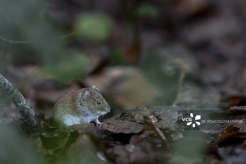 许多食物残渣聚集在鹪鹩的饺子下，银行田鼠（Myodes glareolus）无法抗拒这一诱惑，载体，汉坦病毒，德国图片素材