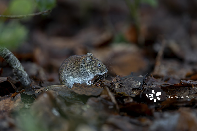 银行田鼠（Myodes glareolus）在原地静止几秒钟后，迅速跑开觅食，汉坦病毒，德国图片素材