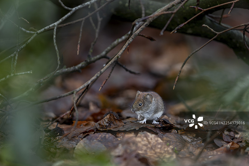 红背田鼠（Myodes glareolus）在树叶间觅食，树枝为它提供了免受空中捕食者侵害的保护，载体，汉坦病毒，德国图片素材