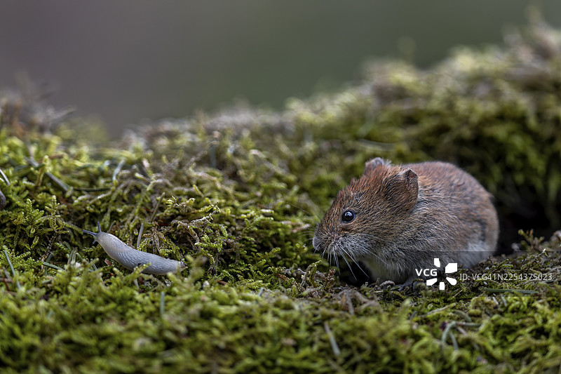 德国银行田鼠（Myodes glareolus）与裸鳃类动物的相遇，向量，汉坦病毒图片素材