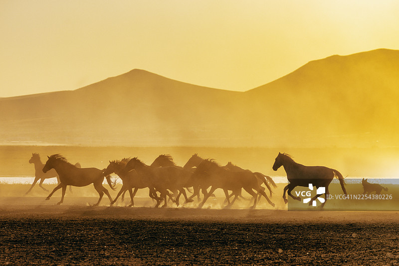土耳其卡帕多奇亚，晨光下的野马图片素材