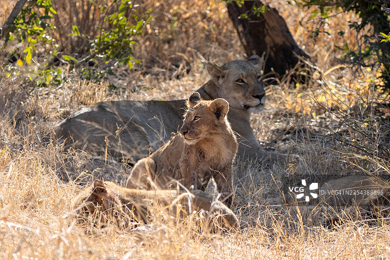 南非克鲁格国家公园的非洲母狮与幼崽图片素材