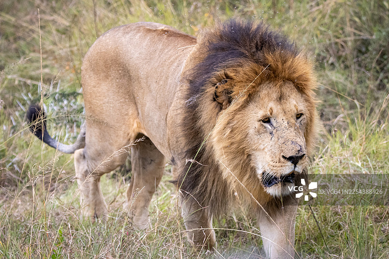 非洲雄狮在肯尼亚马赛马拉国家保护区草地中行走图片素材
