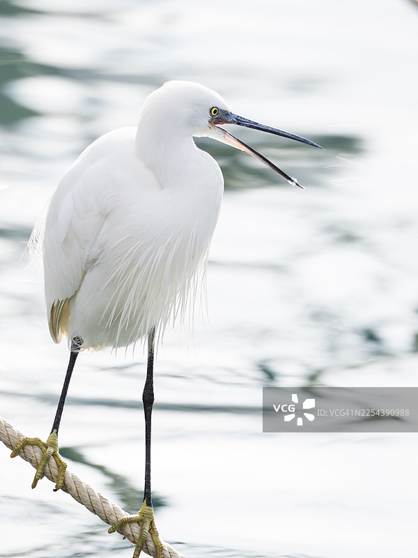 白鹭站在水上方的绳子上图片素材