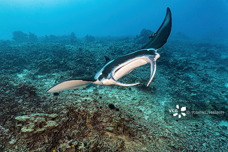 manta2Nov20-25图片素材