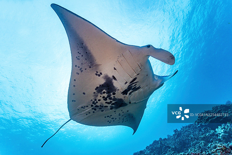 manta6Nov20-25图片素材