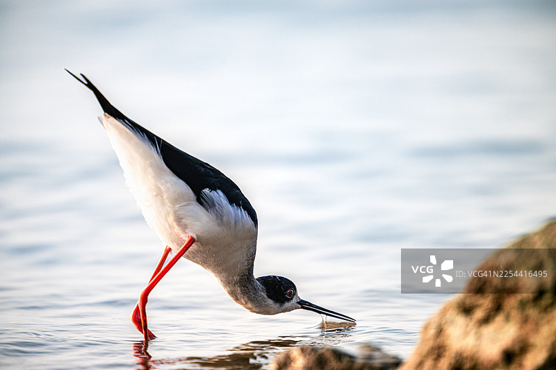 黑翅翘嘴鹬（Himantopus himantopus）站在岩石上图片素材