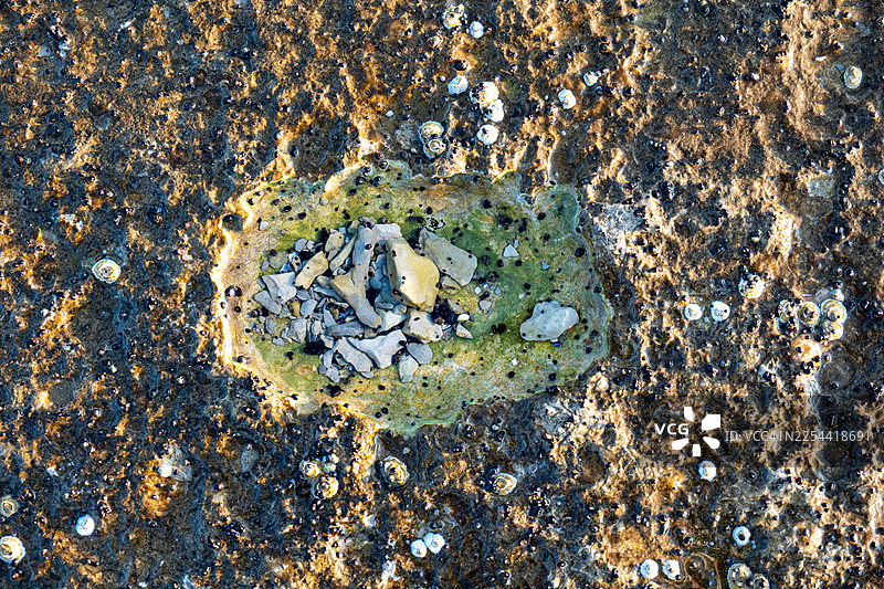 加拿大魁北克省安蒂科斯蒂岛圣克莱尔湾海岸的藤壶目（Balanomorpha）图片素材