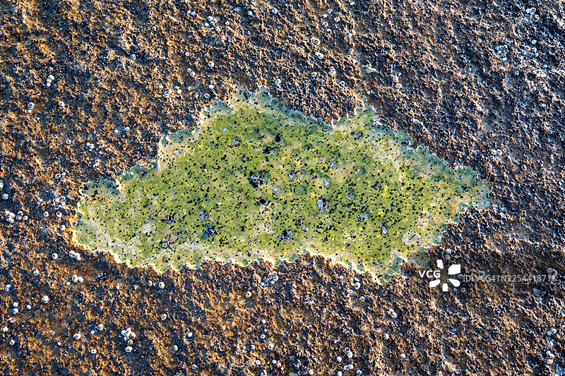 加拿大魁北克省安蒂科斯蒂岛圣克莱尔湾海岸的藤壶目（Balanomorpha）图片素材