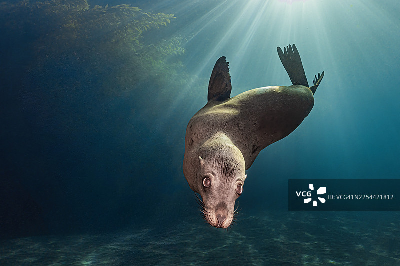 海狮22年12月6日-25日图片素材