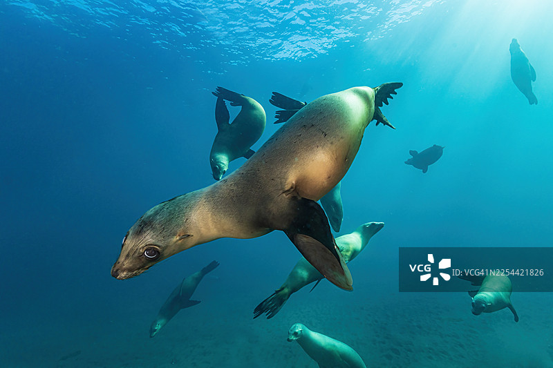 海狮5岁12月6日至26日图片素材