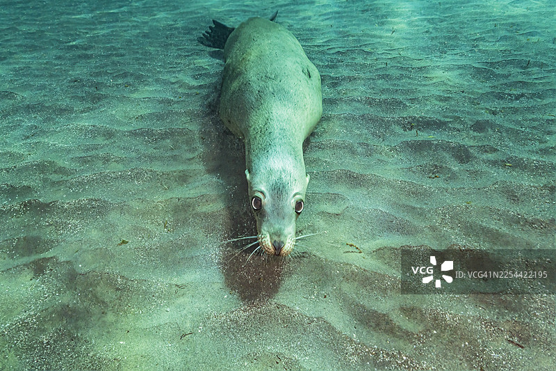 海狮14Dec6-25图片素材